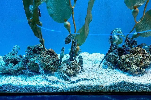Seahorses holding on to kelp and rocks in a blue-lit tank at the Aquarium of Genoa