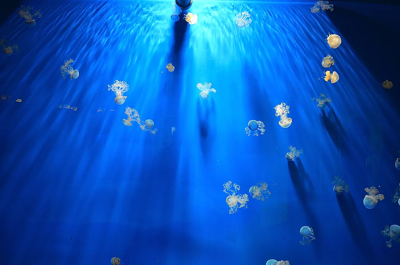 Small spotted jellyfish drifting in blue light in a jellyfish tank at the Aquarium of Genoa