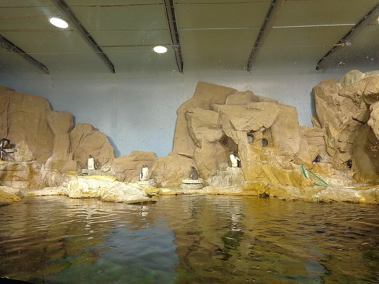 Penguins on rocks beside a pool in the penguin exhibit at the Aquarium of Genoa